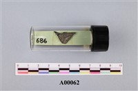 藏品(植物化石)的圖片